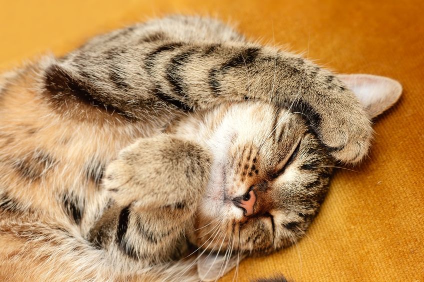 ネコの睡眠時間が長い理由に関する雑学