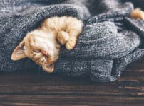 猫はどのくらい寝る？に関する雑学