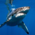サメの弱点は鼻の頭ということに関する雑学
