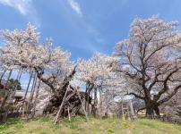 日本で一番古い「神代桜」は樹齢2000年という雑学