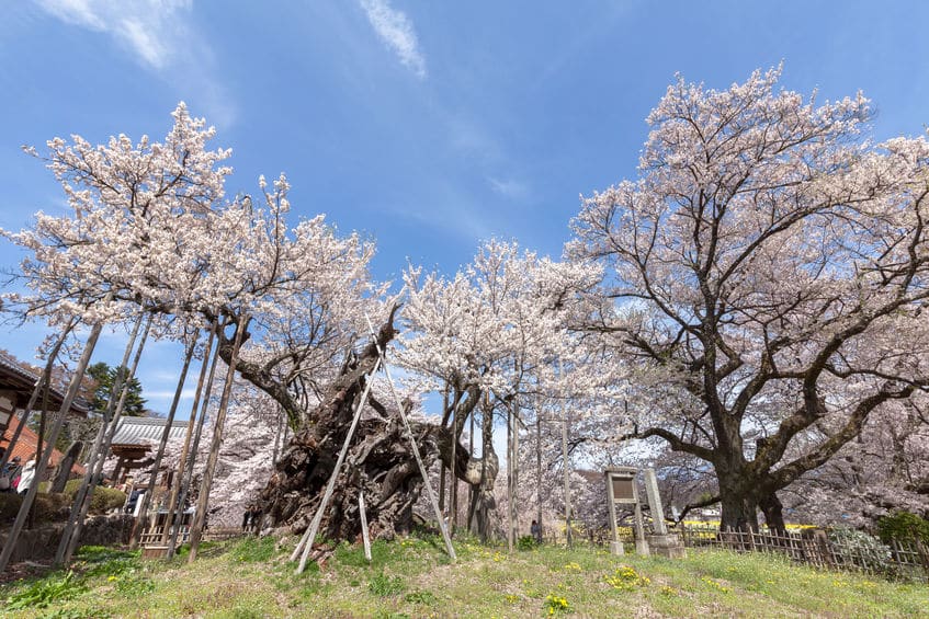 日本で一番古い「神代桜」は樹齢2000年という雑学