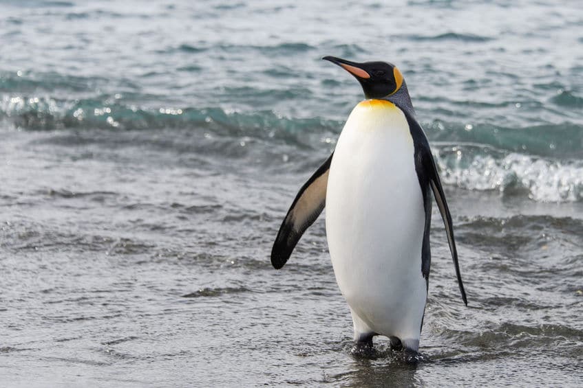 普段見えているペンギンの足はほんの一部についてのトリビア