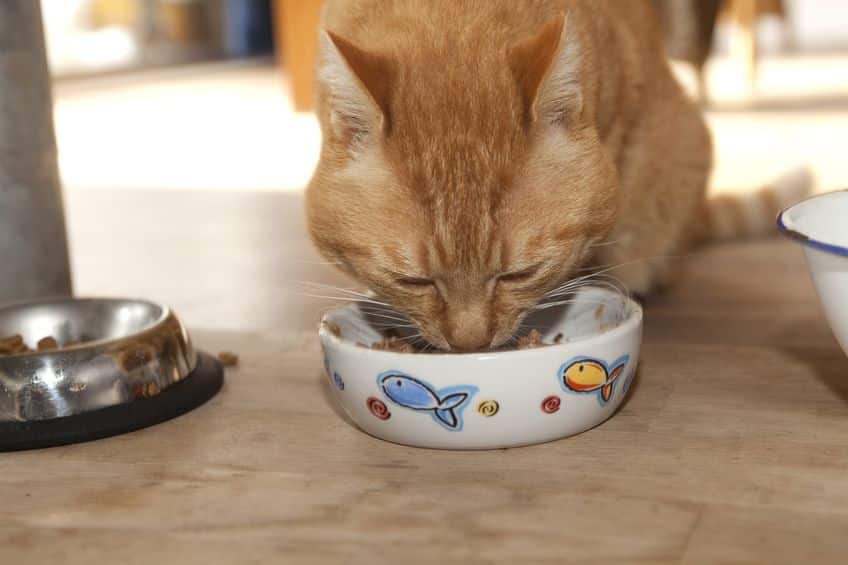 「ネコが魚好き」なのは日本だけ？に関する雑学