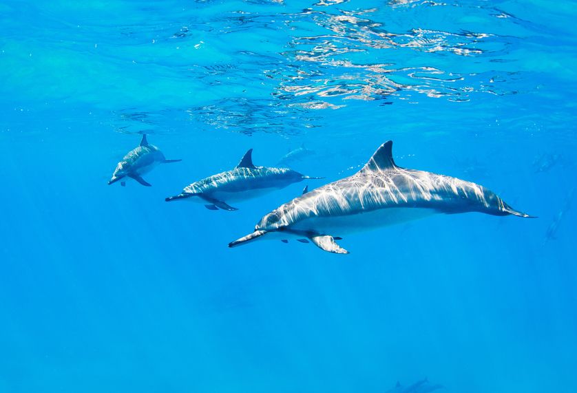 イルカの泳ぐ速さは驚異的というトリビア