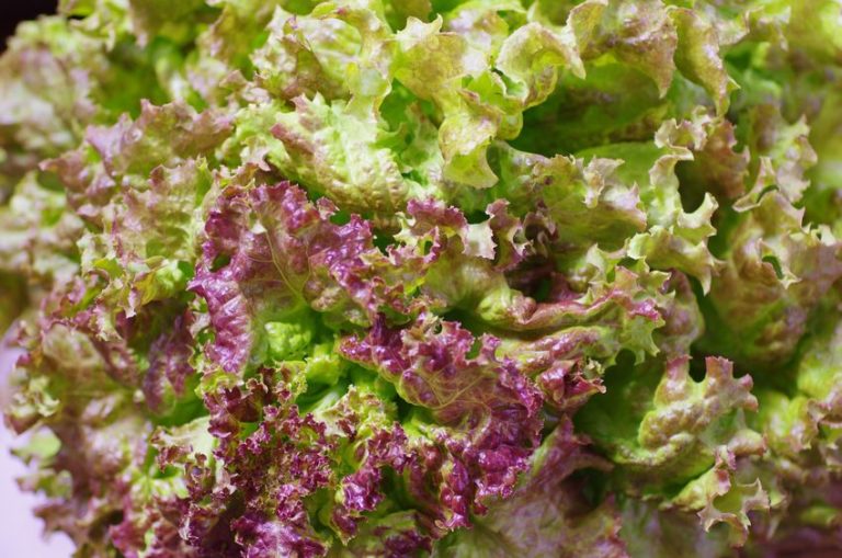 サニーレタスの由来とは？レッドレタスから改名した結果…！ 雑学カンパニー