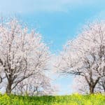 桜の開花には「600℃の法則」という目安があるということに関する雑学
