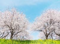 桜の開花には「600℃の法則」という目安があるということに関する雑学