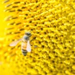 ミツバチが蜜を運ぶ方法に関する雑学
