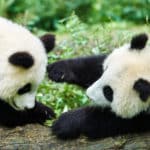 パンダは双子を産む確率が高いが1頭しか育てないという雑学