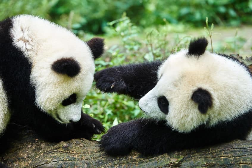 パンダは双子を産む確率が高いが1頭しか育てないという雑学