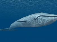 シロナガスクジラは地球最大の動物で、心臓は軽自動車くらいあるという雑学