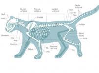 ネコの骨の数は人間よりも多いという雑学