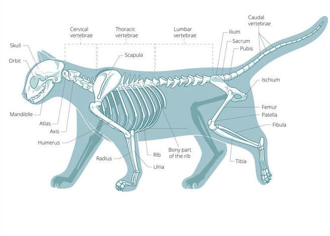 ネコの骨の数は人間よりも多いという雑学