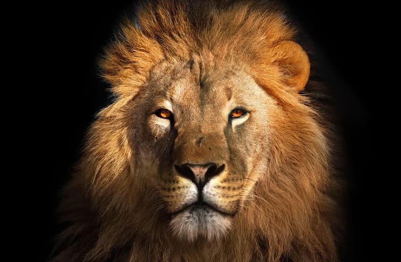 新たな群れのボスとなったライオンはその群れのライオンを皆殺しにするという雑学