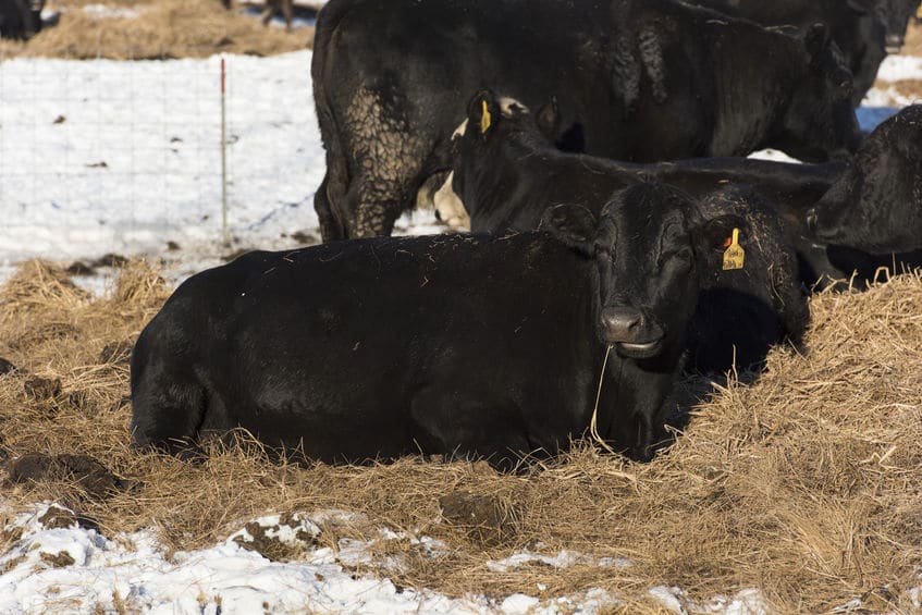 牛が寒さに強い理由は、胃にあったというトリビア