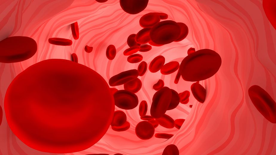 「血が濃い」とは赤血球が多い（ヘモグロビン値が高い）ことという雑学