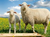 世界初の輸血は、羊の血を使ったという雑学