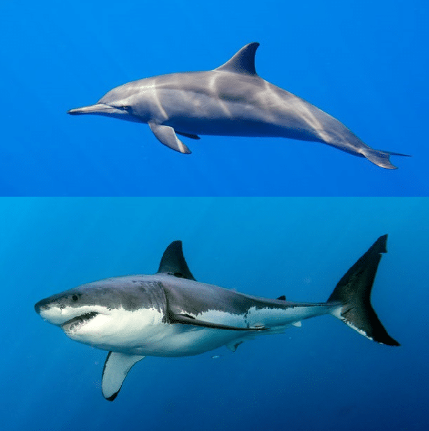 イルカとサメでは骨格の点でかなり差があるというトリビア