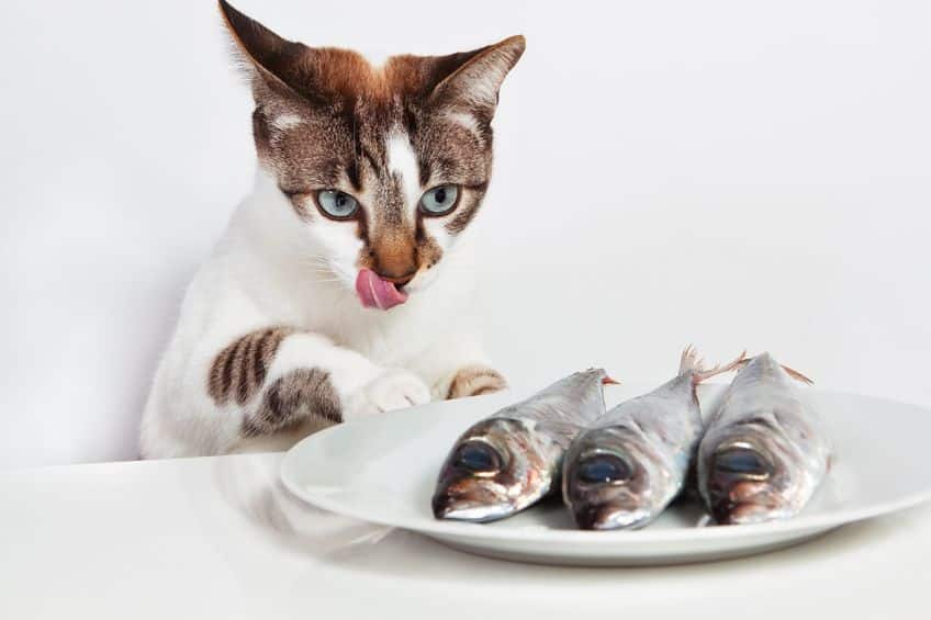 ネコは魚好きなわけではなく肉食という雑学