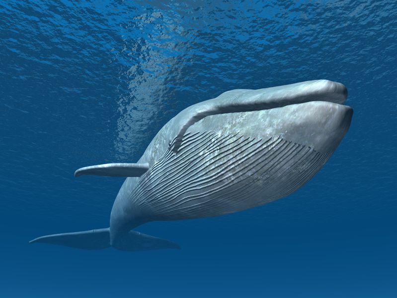 シロナガスクジラは史上最大の動物についてのトリビア