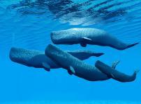 マッコウクジラの排泄物からつくる香水があるという雑学