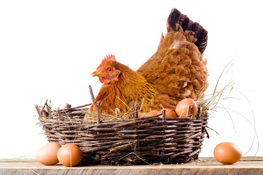 ニワトリが卵を産むのは午前中という雑学