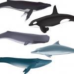 クジラとイルカの違いに関する雑学