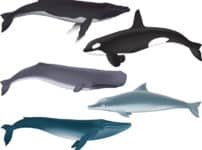 クジラとイルカの違いに関する雑学
