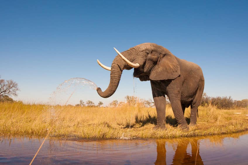 地上で最も強い生物は、アフリカゾウについてのトリビア