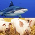 サメに殺される確率より、「豚」に殺される確率の方が6倍高いという雑学