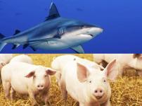 サメに殺される確率より、「豚」に殺される確率の方が6倍高いという雑学