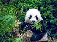 パンダはもともと肉食動物なので、笹を食べるのは向いていないという雑学