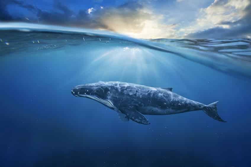 クジラはハクジラとヒゲクジラにわけられるというトリビア