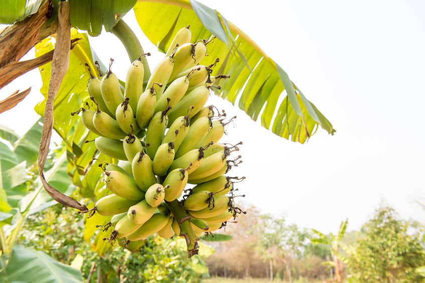 バナナの分類は果物ではなく「草」という雑学