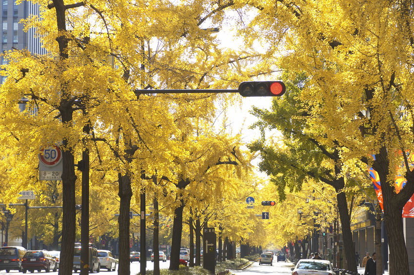 日本で最も多い街路樹は「イチョウ」についてのトリビア