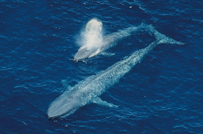 シロナガスクジラは生まれたときから大きいというトリビア