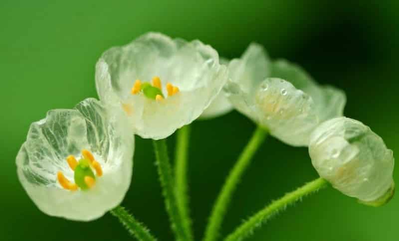 雨に濡れると透明になる花があるという雑学