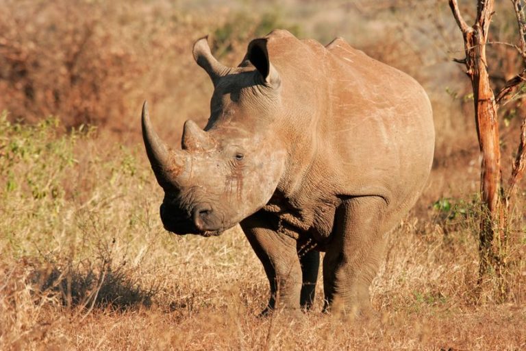 Are Rhinos Dinos? Separating Fact from Fiction