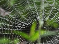 蜘蛛は7種類の糸を使い分けているという雑学