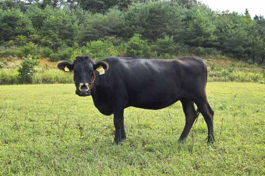 もともと日本の牛はA5にむいていない？というトリビア