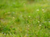 無病息災！春の七草は実は身近な植物という雑学