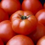 トマトは食虫植物だったという雑学