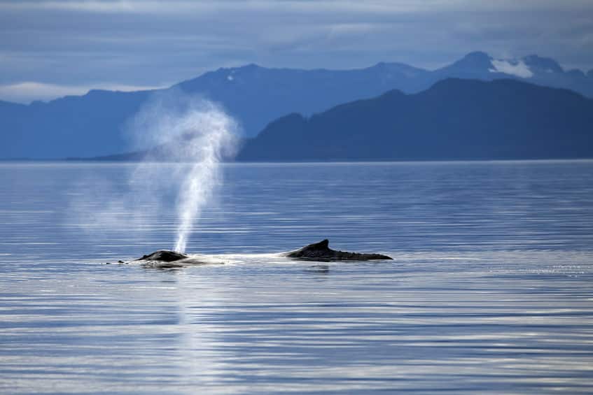 クジラの潮の吹き方はクジラの種類によって違うという雑学