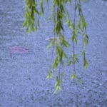 雨の種類は400を超える！？季節や降り方によって変わる雨の名前に関する雑学