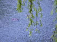 雨の種類は400を超える！？季節や降り方によって変わる雨の名前に関する雑学