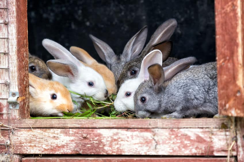ウサギの耳が長い理由に関する雑学
