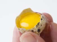スーパーで買ったうずらの卵を温めるとヒナが孵ることがあるという雑学