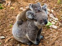 コアラの赤ちゃんはお母さんのうんちを食べて育つという雑学