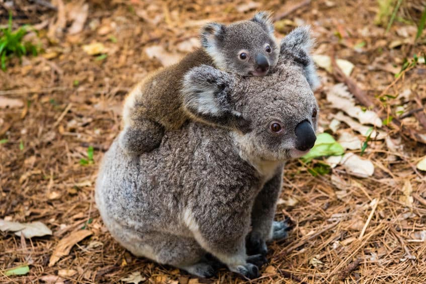 コアラの赤ちゃんはお母さんのうんちを食べて育つという雑学