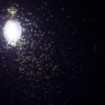 LEDの蛍光灯にはほとんど虫が寄ってこないという雑学